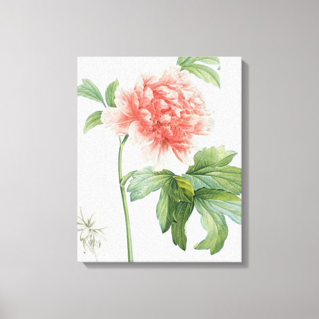 Peony, 1799 (colour stipple print) canvas print (Front)