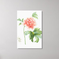 Peony, 1799 (colour stipple print)