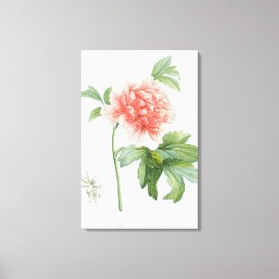 Peony, 1799 (colour stipple print) canvas print