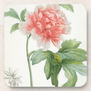 Peony, 1799 (colour stipple print) coaster