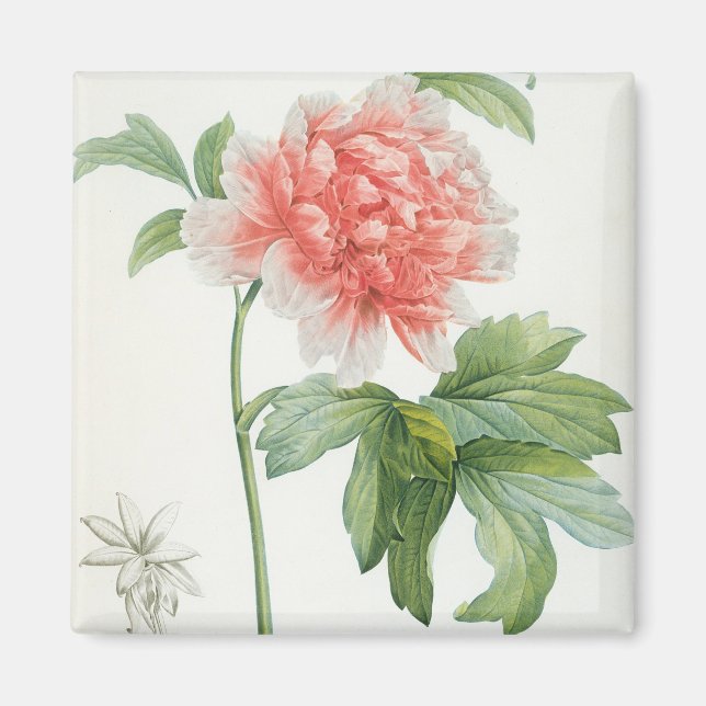 Peony, 1799 (colour stipple print) magnet (Front)