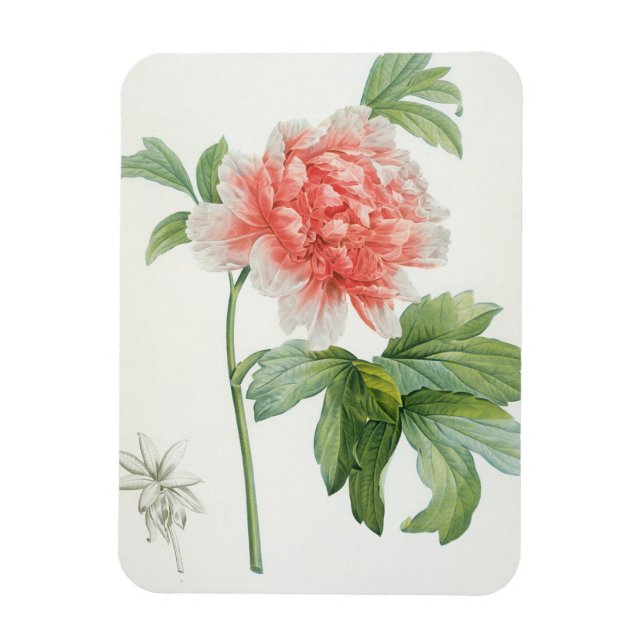 Peony, 1799 (colour stipple print) magnet (Vertical)