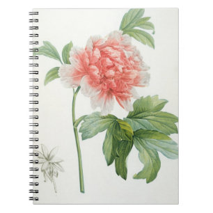 Peony, 1799 (colour stipple print) notebook