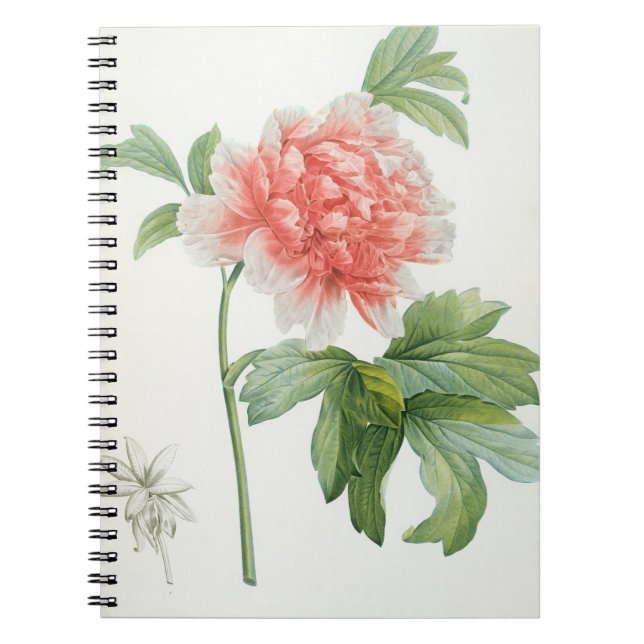 Peony, 1799 (colour stipple print) notebook (Front)