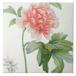 Peony, 1799 (colour stipple print) tile