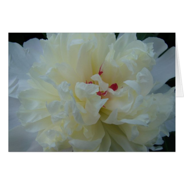 Peony blanc (Devant horizontal)