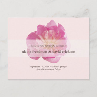 Peony bloom pink modern wedding save the date announcement postcard