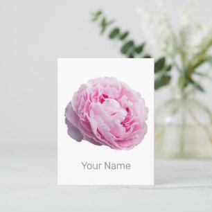 Peony Blossom Rose For Flower And Garden Lover Holiday Postcard
