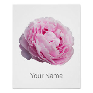 Peony Blossom Rose For Flower And Garden Lover Poster