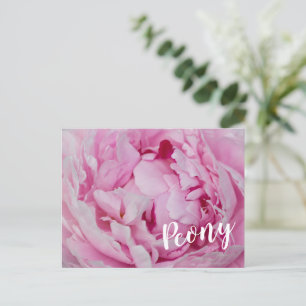 Peony Blossom Rose for flower and garden lovers Holiday Postcard