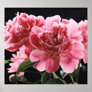 Peony Bouquet Closeup: Pink Red Poster