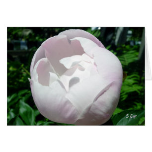 Peony Bubble Pop