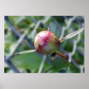 peony bud poster