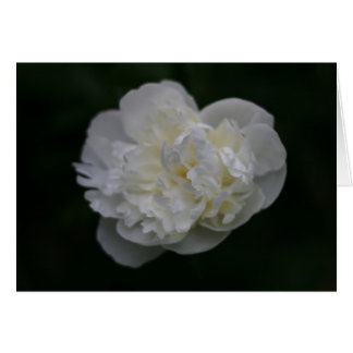 "peony" by Larry Coressel