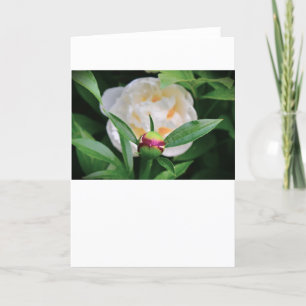 Peony, card