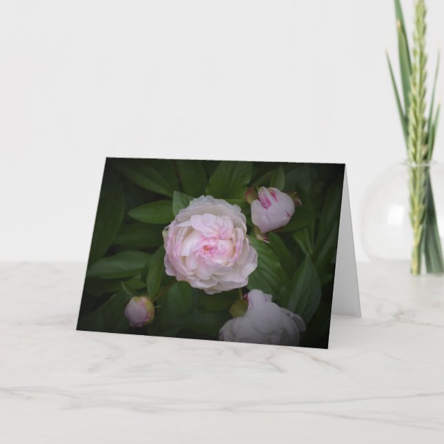Peony, card (Front)