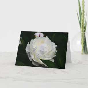 Peony, card
