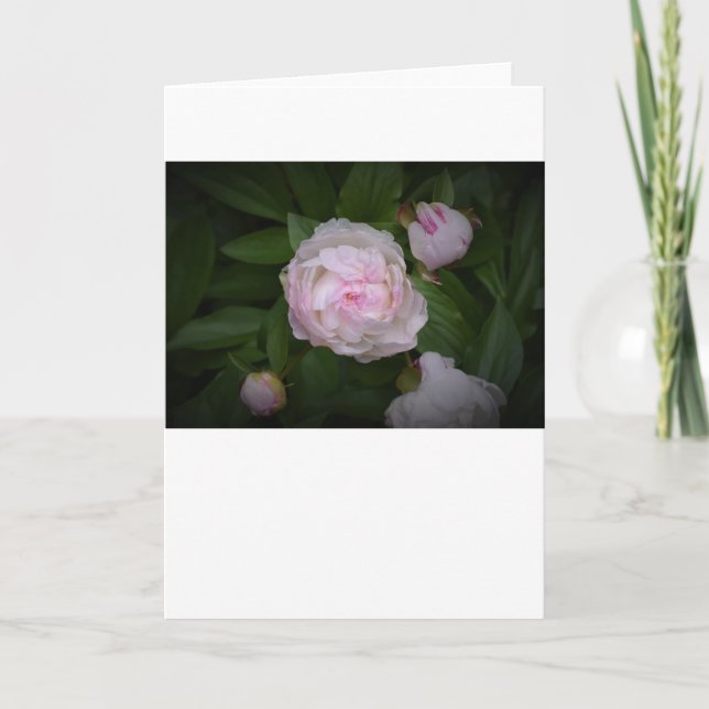 Peony, card (Front)