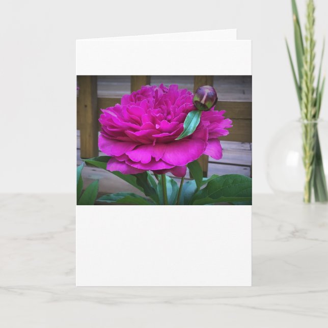 Peony, card (Front)