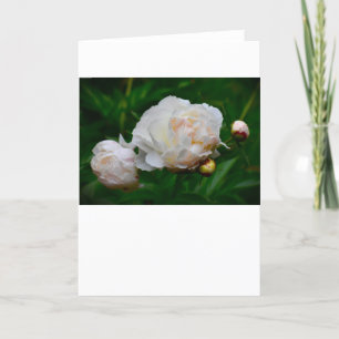 Peony, card