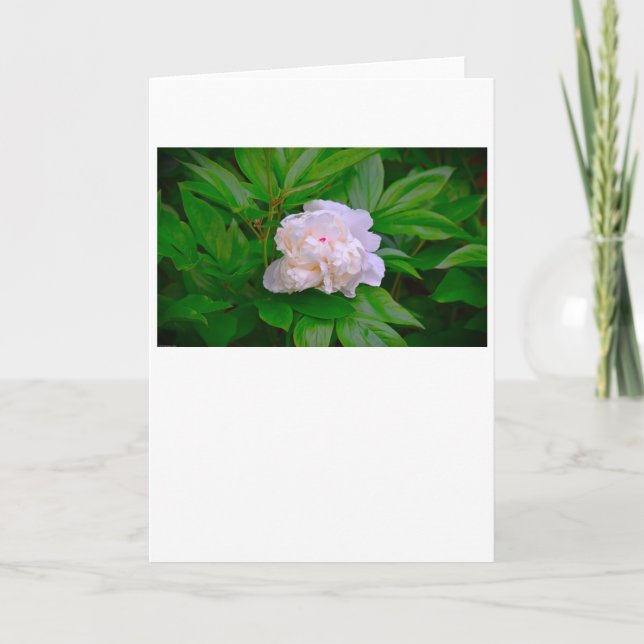 Peony, card (Front)