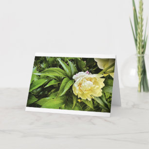 Peony, card