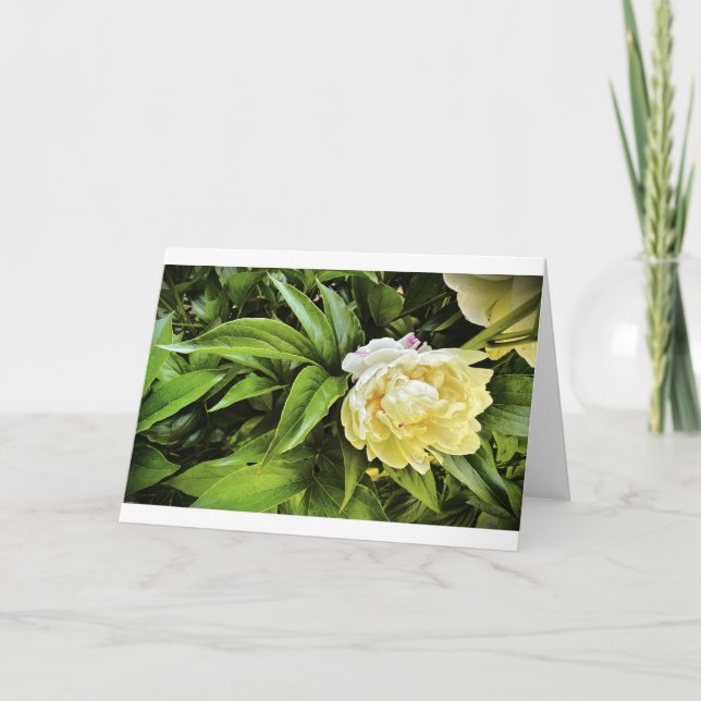 Peony, card (Front)