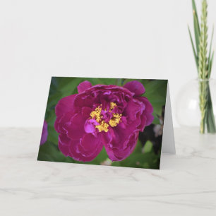 Peony, card