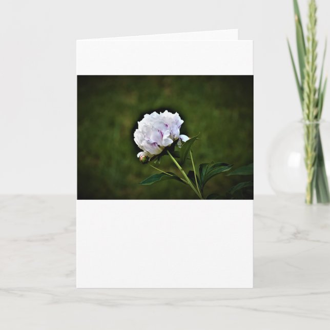 Peony, card (Front)
