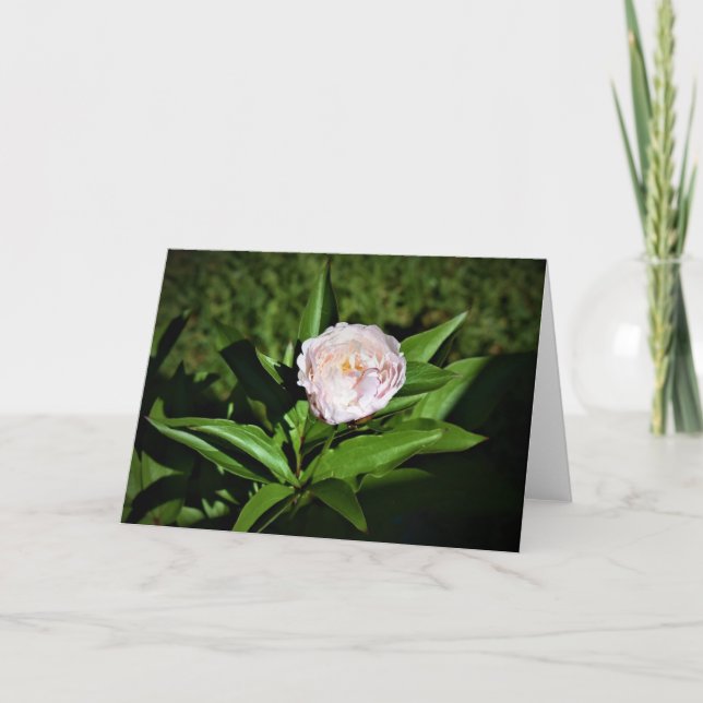 Peony, card (Front)