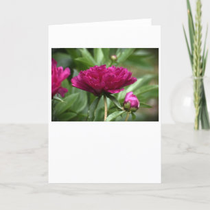 Peony, card