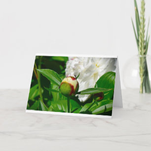 Peony, card
