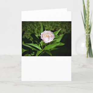 Peony, card