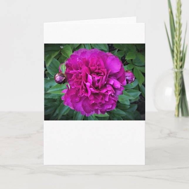 Peony, card (Front)