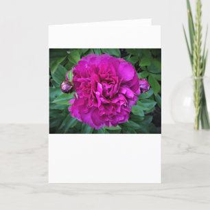 Peony, card