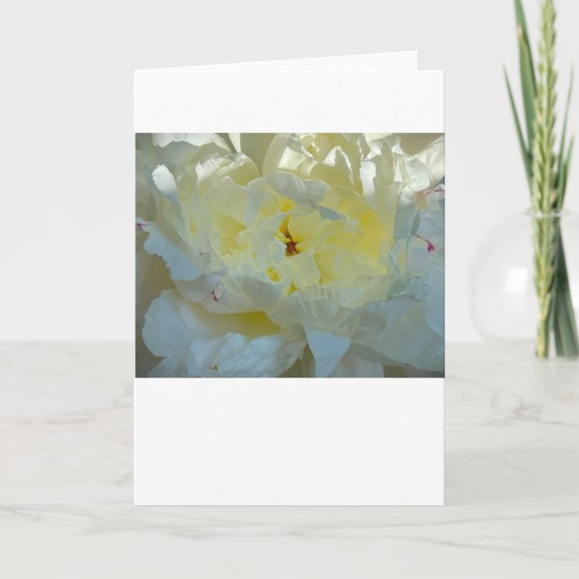 Peony, card (Front)