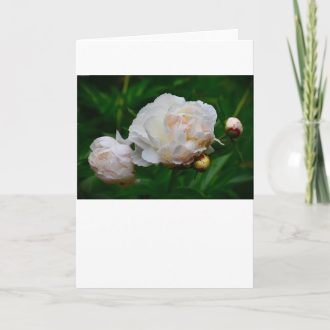 Peony, carte (Devant)