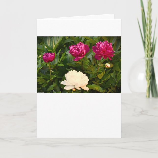 Peony, carte (Devant)