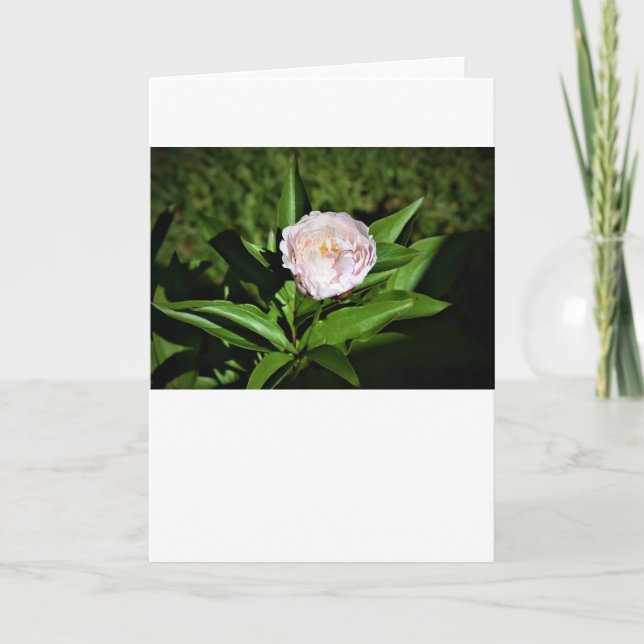 Peony, carte (Devant)