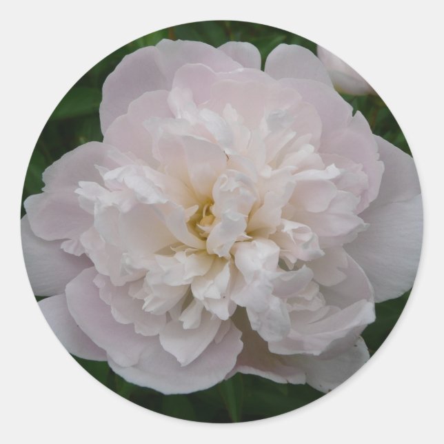 Peony Classic Round Sticker (Front)