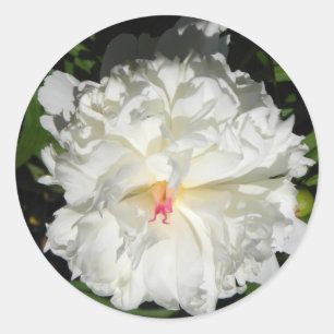 peony close up   Paeonia lactiflora Classic Round Sticker
