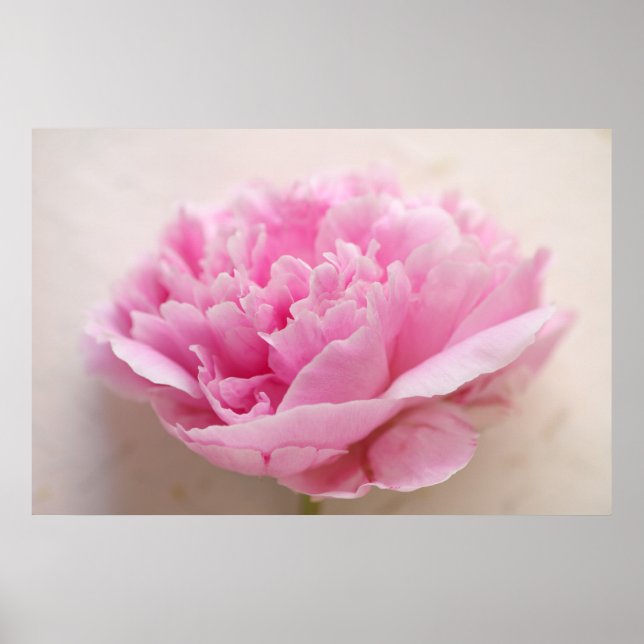 Peony closeup poster (Front)