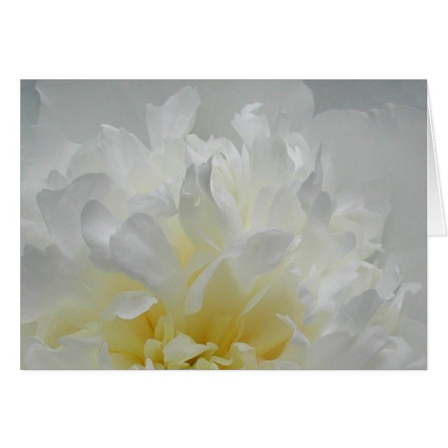 Peony Flames (Front Horizontal)