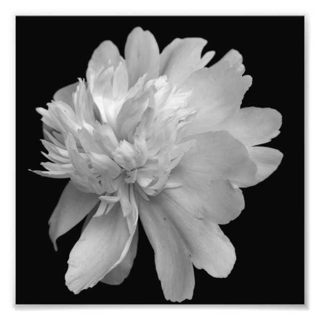 Peony Flower In Bloom Black And White 8x8 Photo Print (Front)