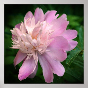 Peony Flower In Bloom  Poster