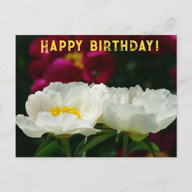 Peony/Flower Magic/White Flower/Happy Birthday/ Holiday Postcard (Front)