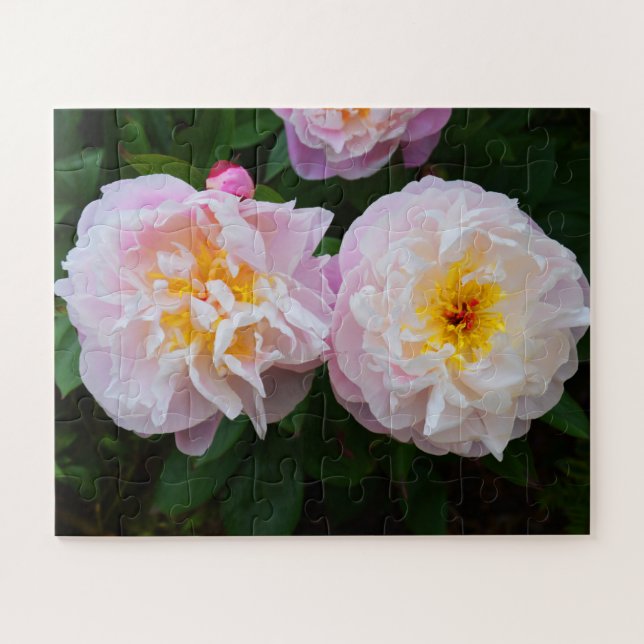 Peony flowers jigsaw puzzle (Horizontal)