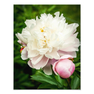 Peony Flowers Photo Print