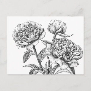 Peony ink drawing postcard