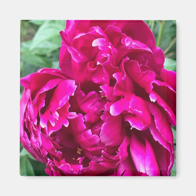 Peony Magnet (Front)